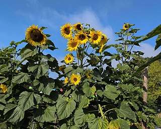 Sonnenblumen