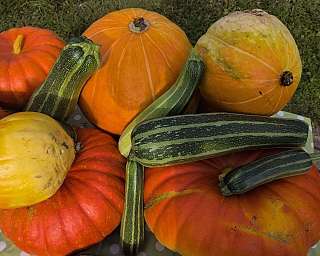 Kuerbisse und Zucchini