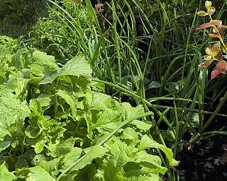 Glücksgarten: Kräuter