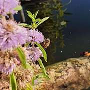 IMG 20250925 WA0006