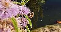 IMG 20250925 WA0006