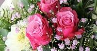 Drei rosa Rosen umgeben von kleinen Blüten und grünem Laub.